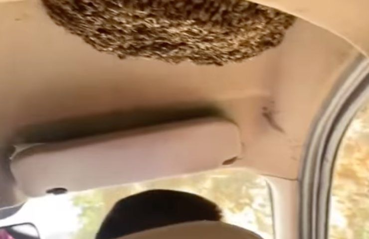 pericolo guida nido vespe