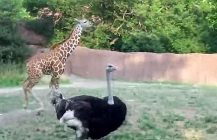 Amicizia Giraffa e struzzo
