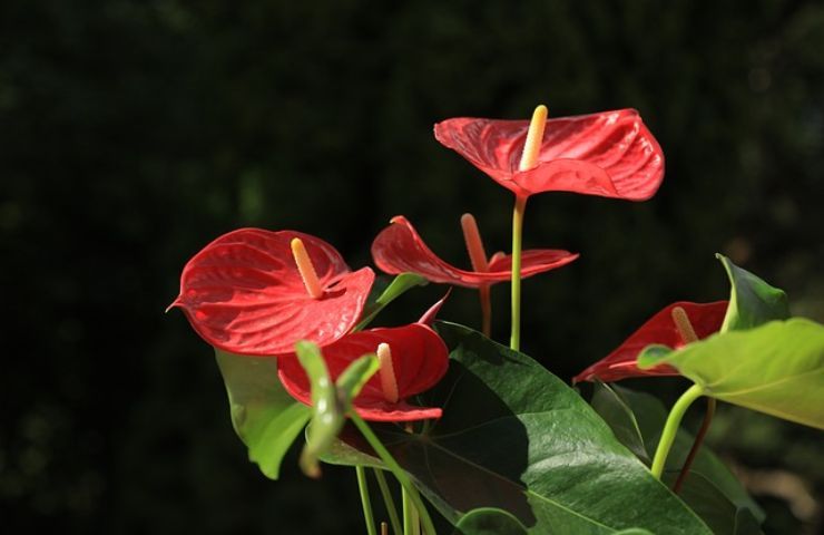 Anthurium sempre fiorito