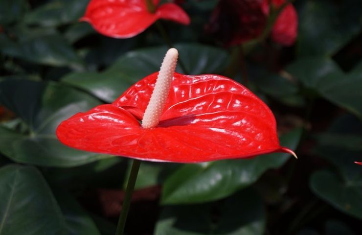 Anthurium sempre fiorito