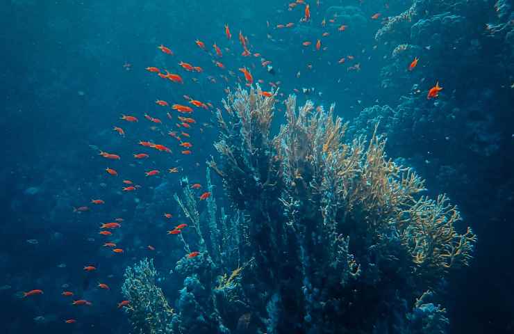 Barriera corallina: una nuova scoperta, il retroscena