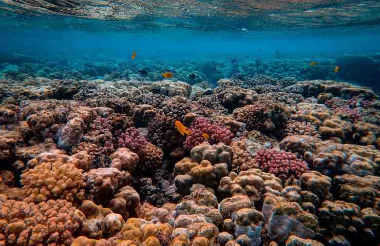 Barriera corallina: una nuova scoperta, è incredibile