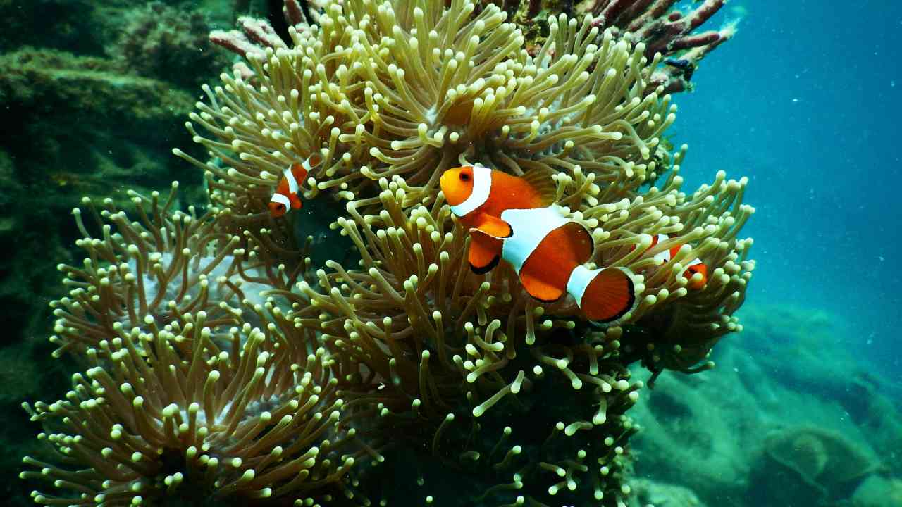 Barriera corallina: una nuova scoperta, di cosa si tratta