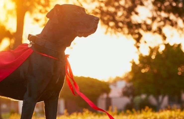 Labrador raccoglie rifiuti in strada e da il buon esempio