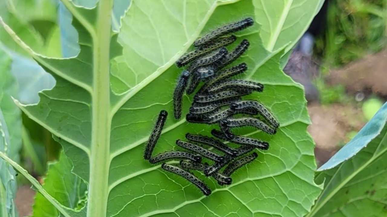 Bruchi cavolaia come allontanare orto