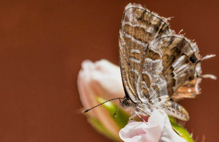 eliminare bruchi piante fiore