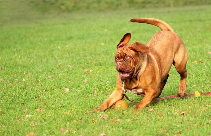 Cani in casa, il tempo limite per tenerli chiusi