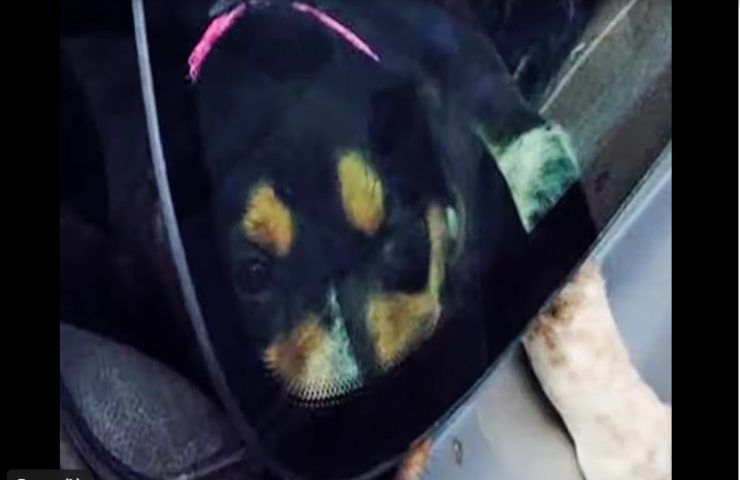 Cane chiuso in auto