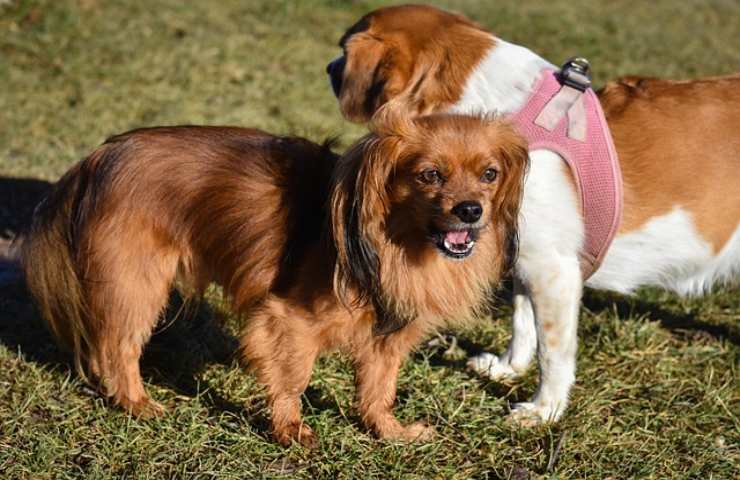 Cani in casa, il tempo limite per tenerli chiusi