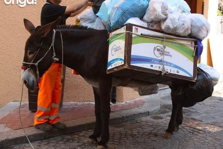 Labrador raccoglie rifiuti in strada e da il buon esempio