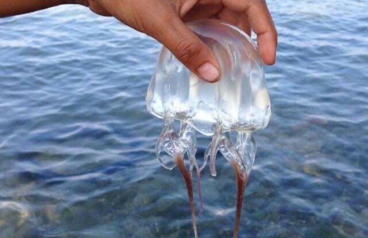 morso di medusa trauma