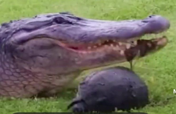 Coccodrillo cerca di mangiare una tartaruga