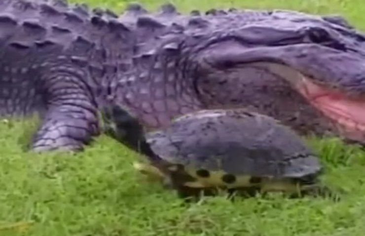 Coccodrillo cerca di mangiare una tartaruga