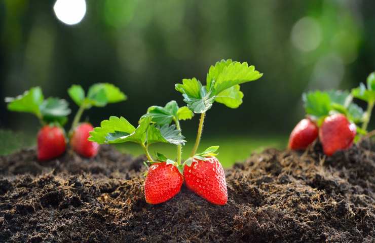 Coltivazione casaliga fragole come fare 