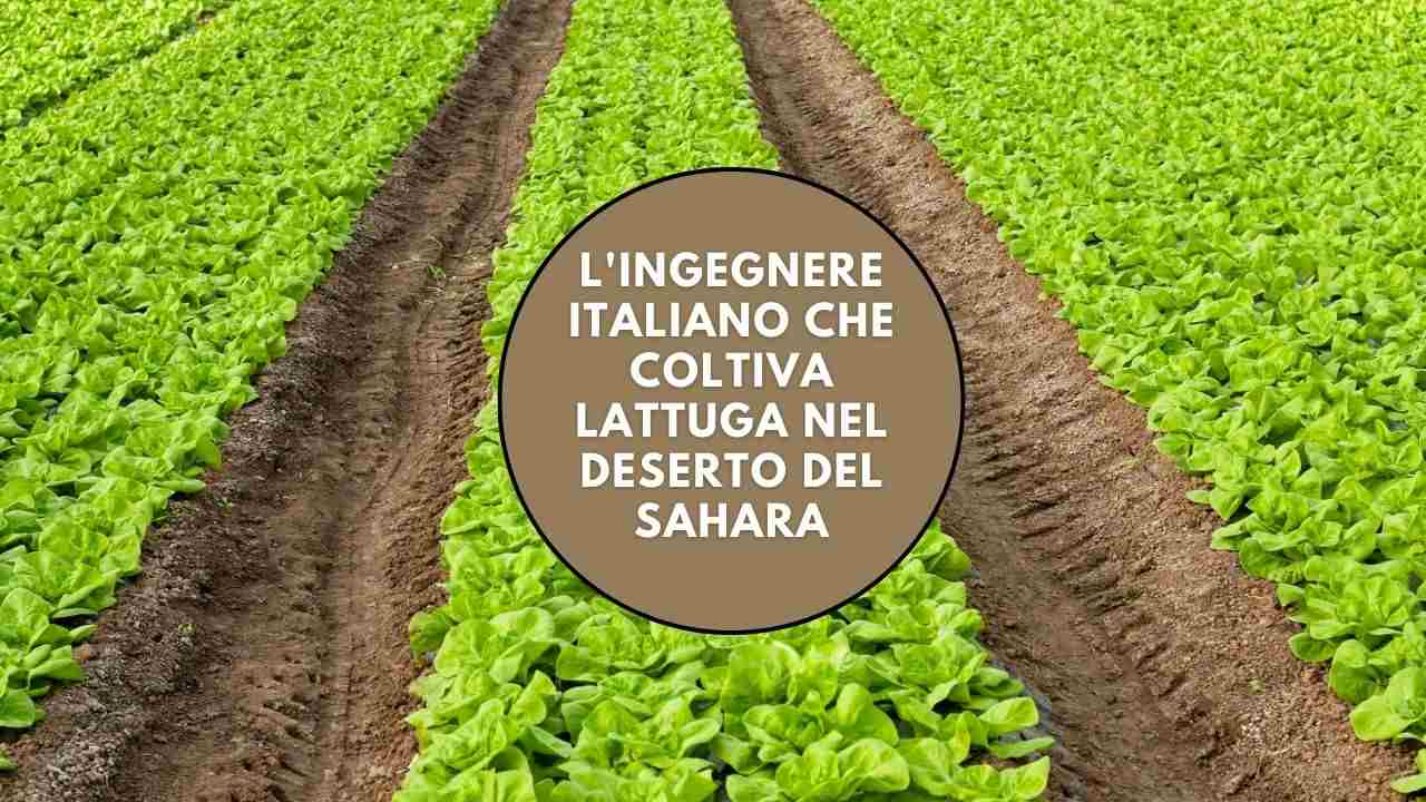 Pasquale Musacchia lattuga Sahara