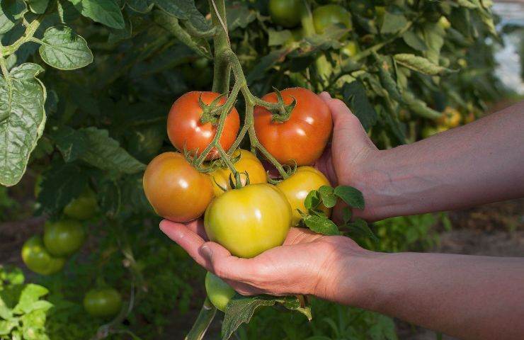 fiori pomodori caduti