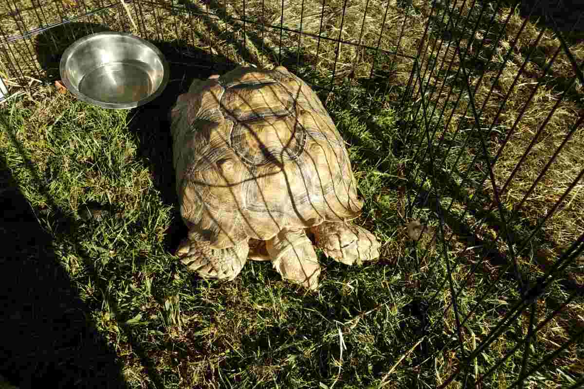 Come fare un recinto per le tartarughe di terra
