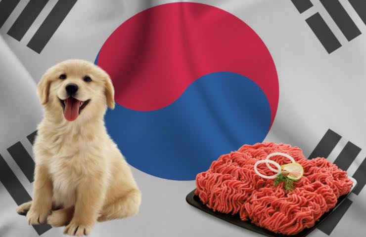 Corea del Sud consumo carne