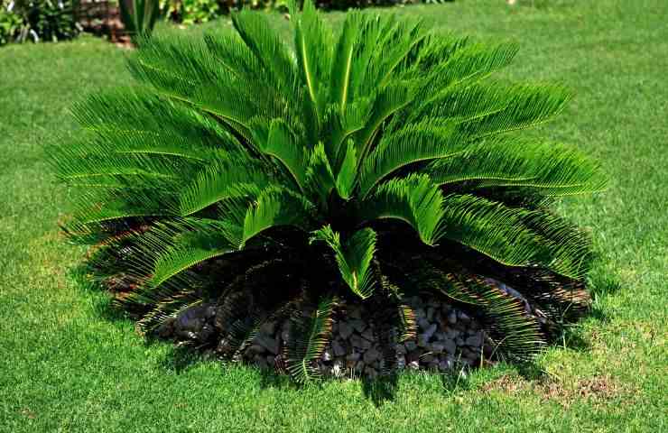 Cycas giardino accorgimenti cura 