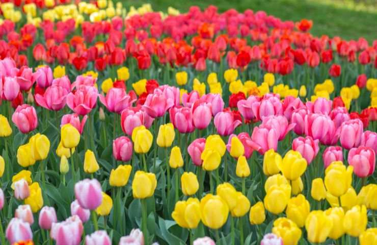 simbolismo colori tulipani