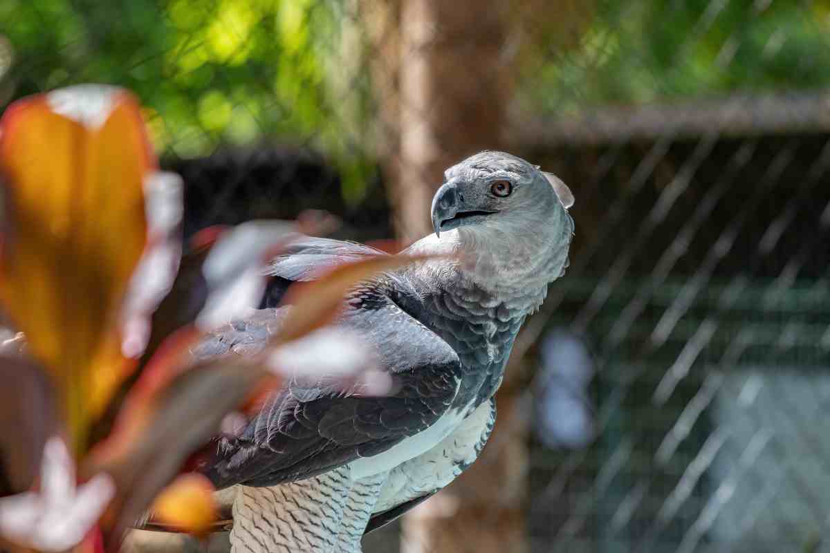 Dove vive l'aquila arpia