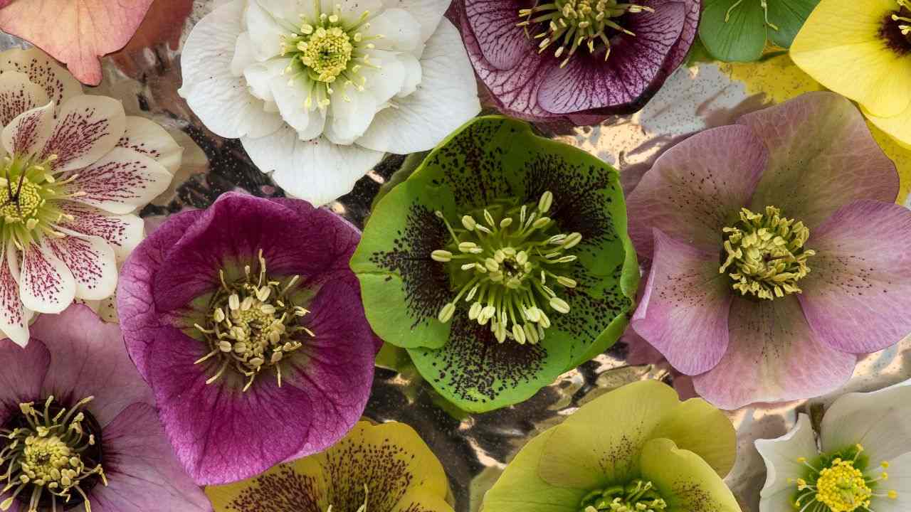 fiori elleboro usati incoronazione