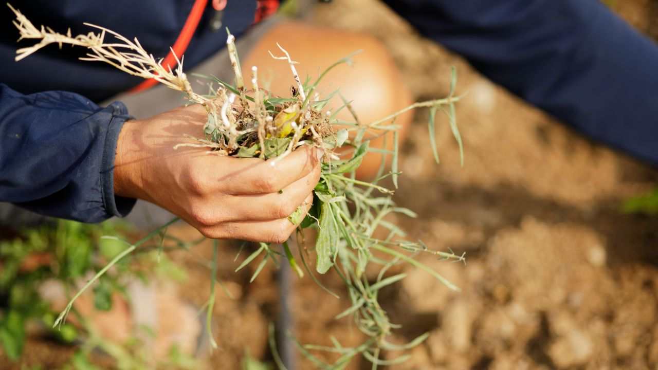erbacce muschio vialetti eliminarli