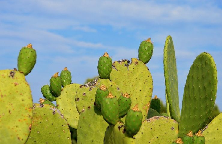 Frullati di fichi d'india, i benefici