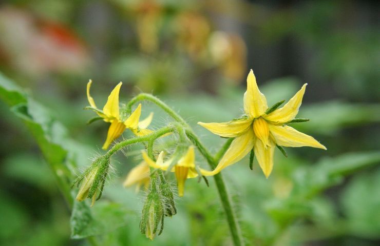 caduta fiori pomodori