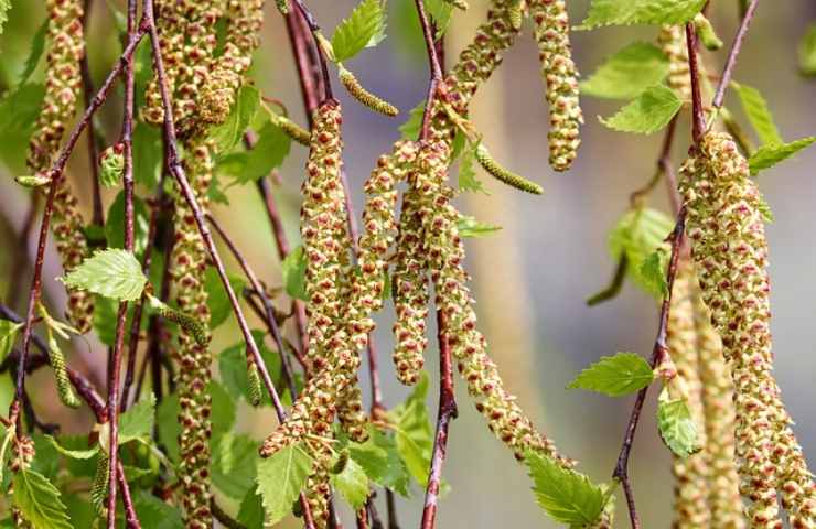 Betulla, la pianta amica delle donne