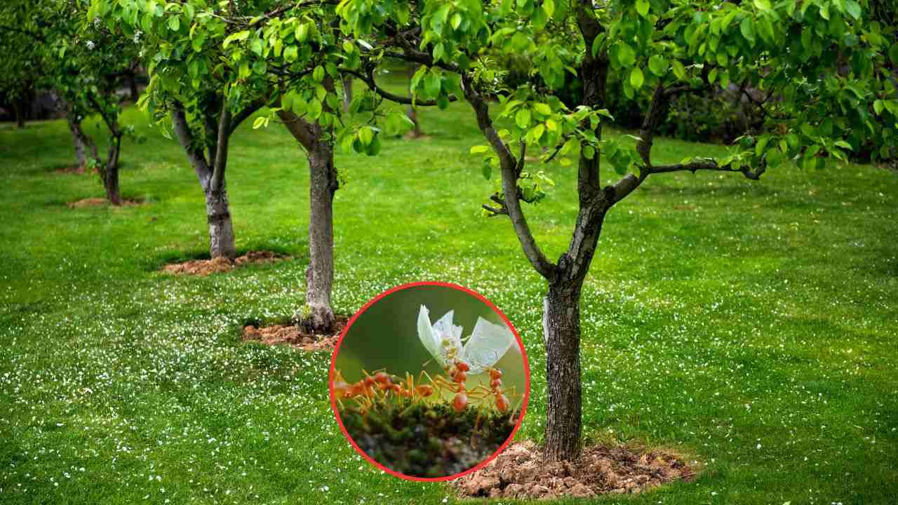 Formiche alberi frutto rimedio