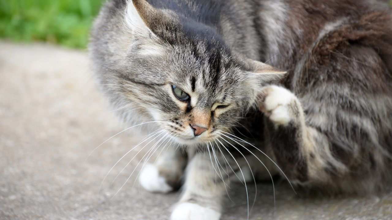pulci gatto soluzioni definitive
