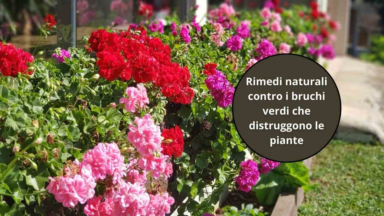 rimedi naturali bruchi vasi