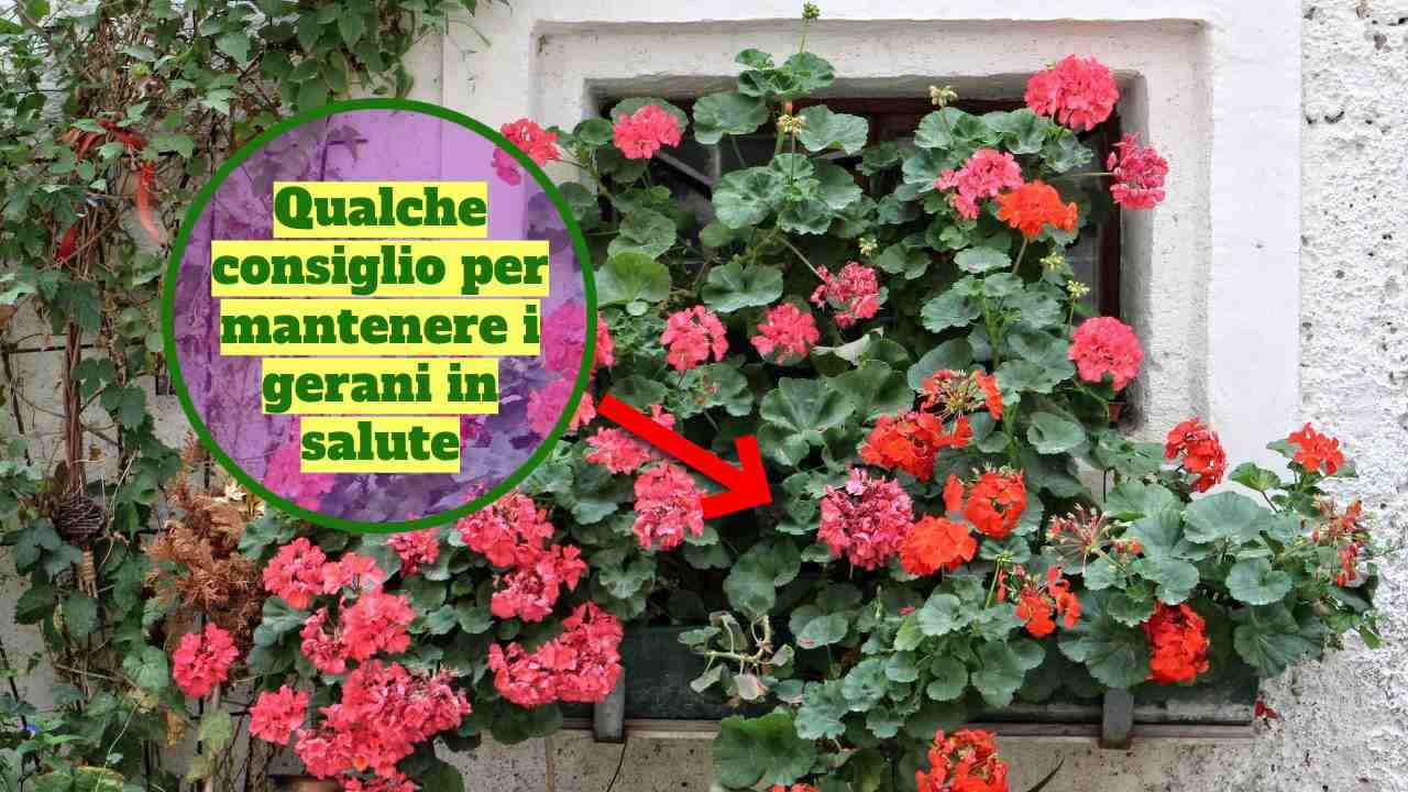 gerani rigogliosi guida