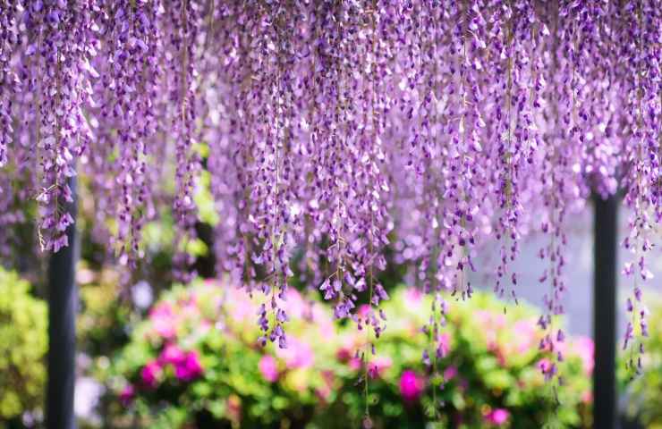 Glicine giardino dritte coltivazione 