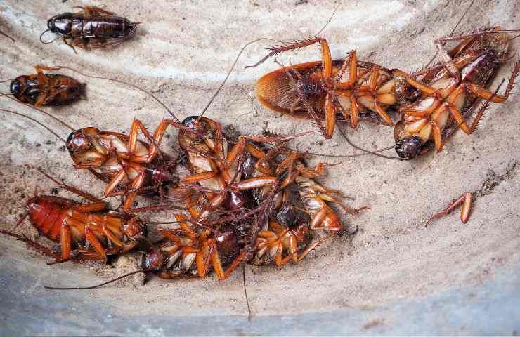 rimedi naturali eliminare blatte