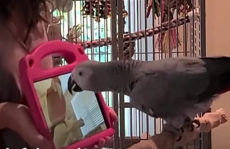 I pappagalli amano le videochiamate