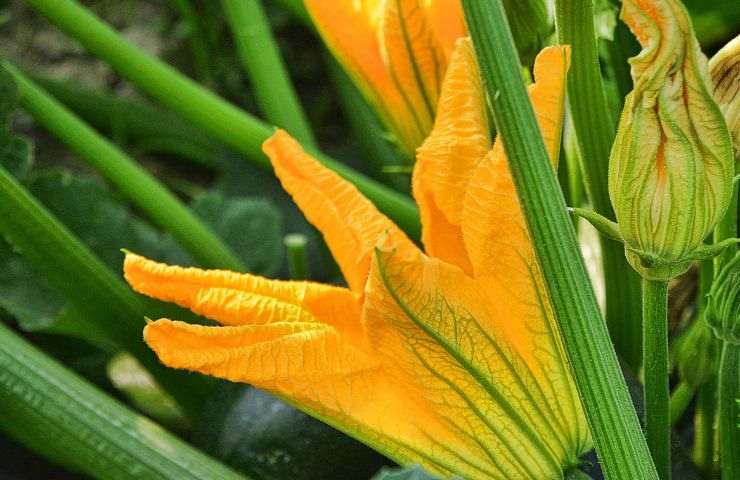 coltivazione zucchine orto