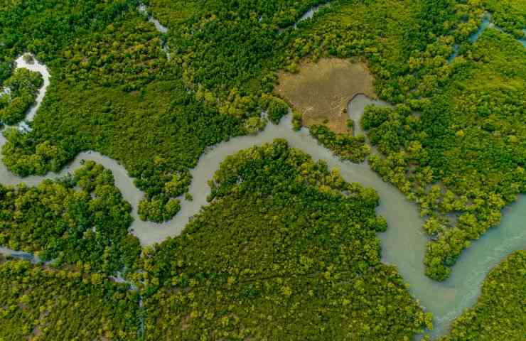 piantare milioni mangrovie Senegal