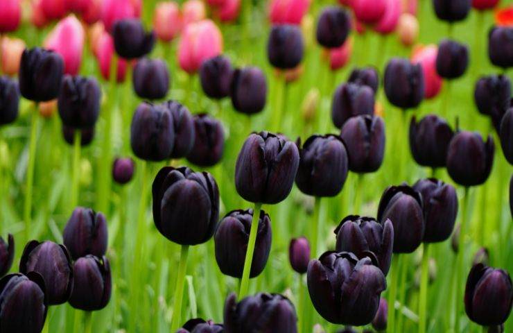 simboli colorazioni tulipano