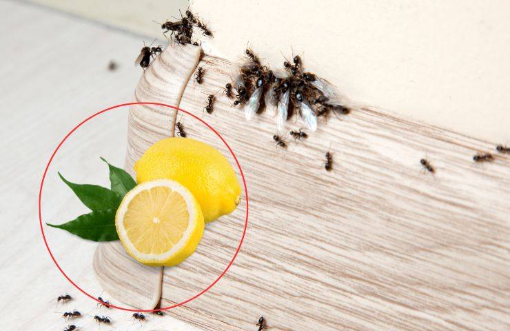 succo limone rimedio formiche