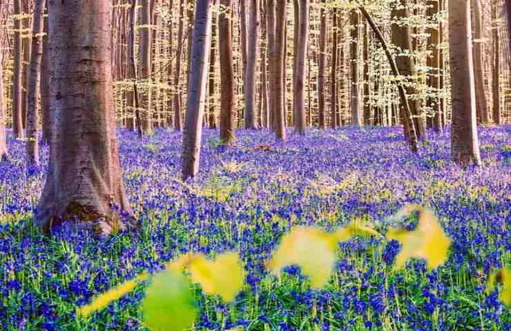 La foresta di Hallerbos