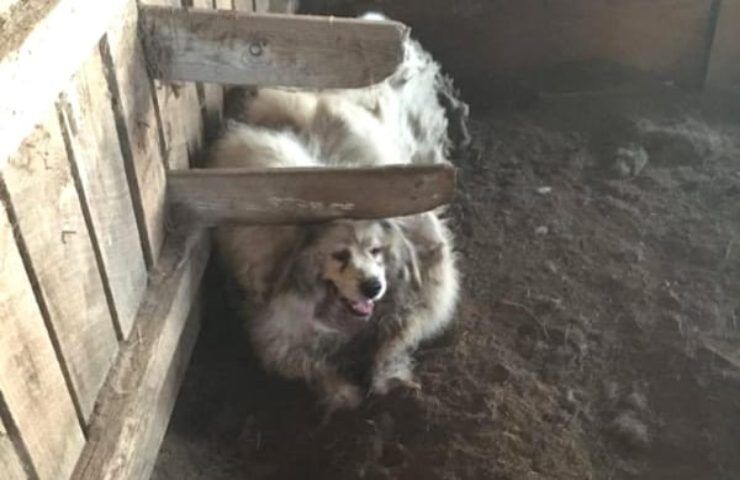 Cane vive in un fienile per 6 anni