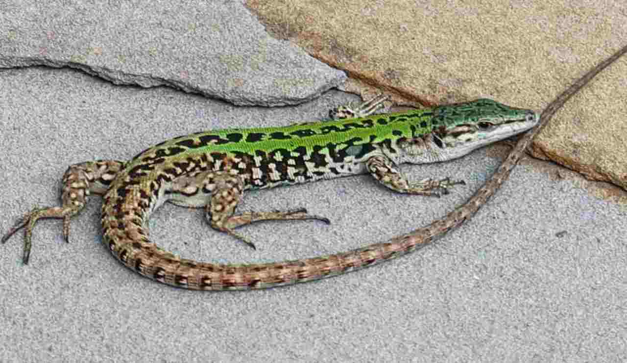 Lucertole sui muri allontanale così