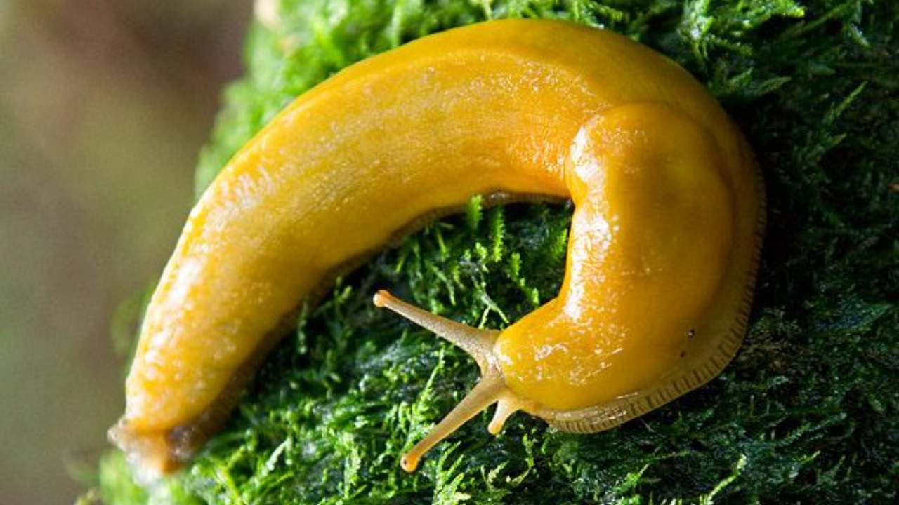 Lumache ignude rimedio allontanarle