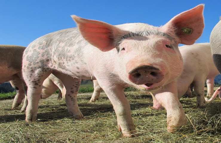 I maiali non possono guardare il cielo, spiegato il perché