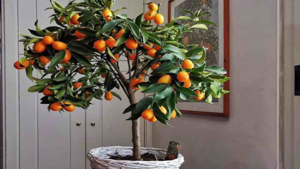 come coltivare facilmente il mandarino cinese