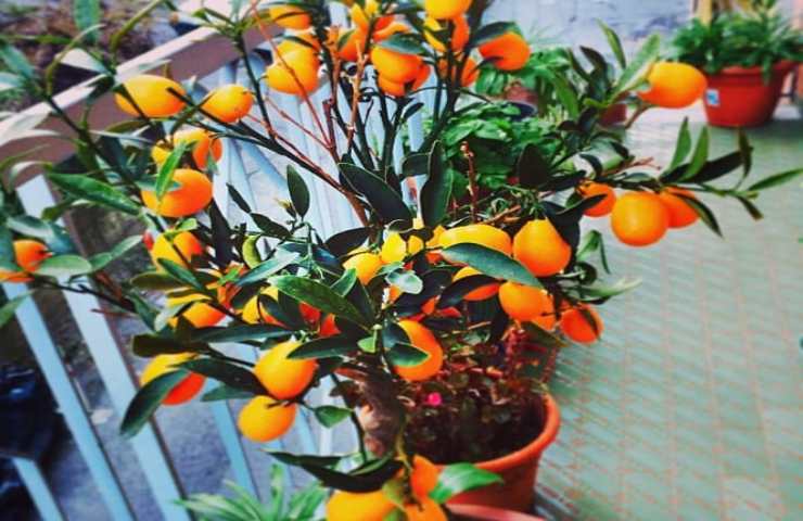 come coltivare facilmente il mandarino cinese