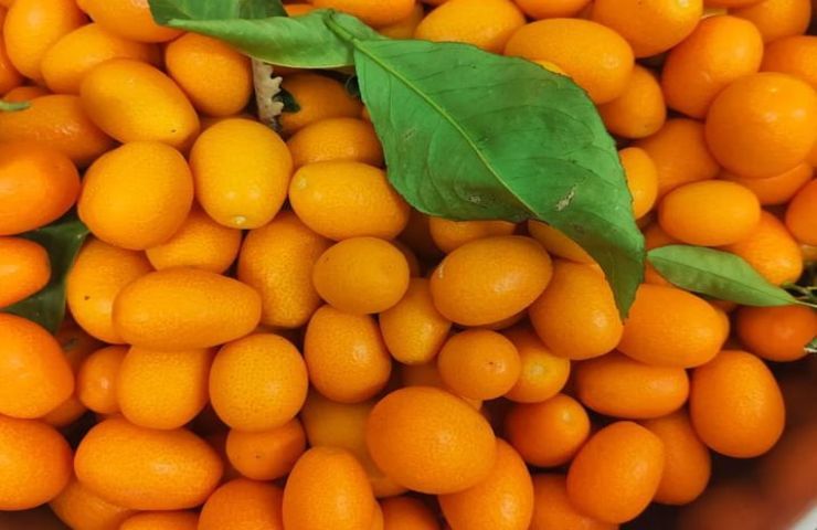 come coltivare facilmente il mandarino cinese