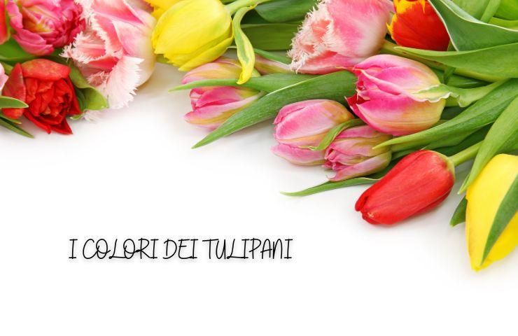 linguaggio fiori tulipani